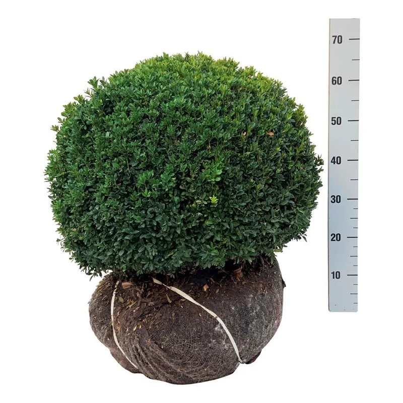 Buxus sempervirens Klot 50-55 cm (rotklump)