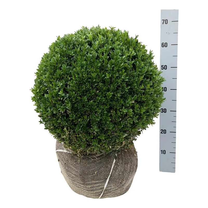 Buxus sempervirens 45-50 cm klot, rotklump