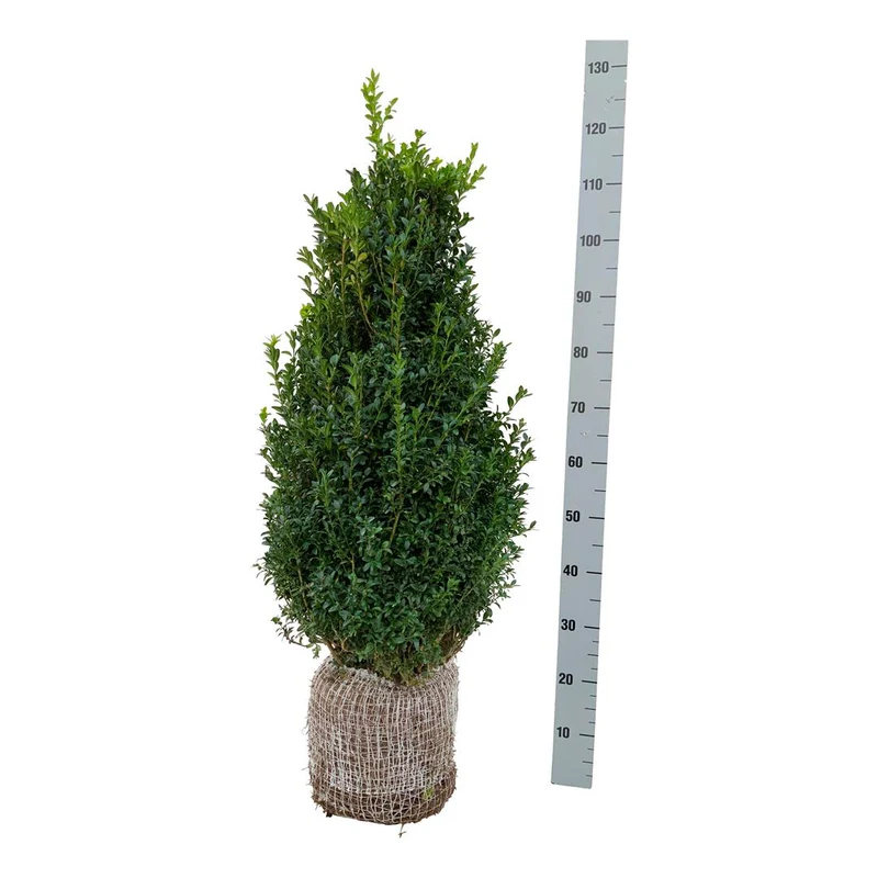 Buxus sempervirens 80-100 cm rotklump