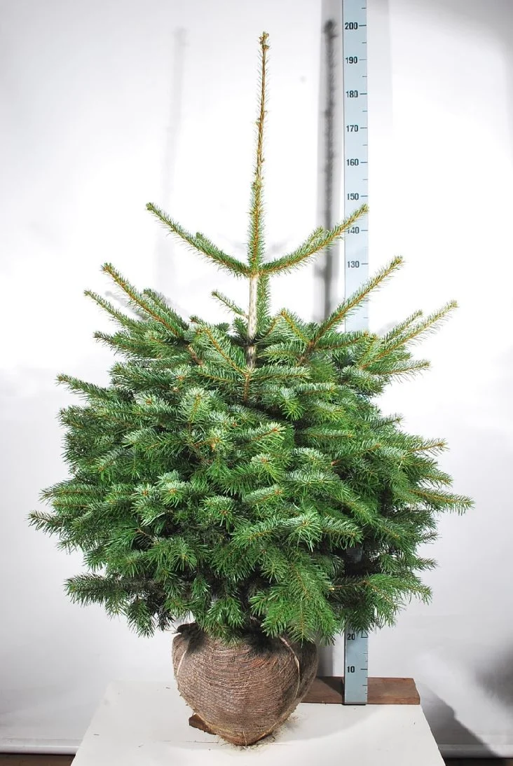 Abies nordmanniana 100-125 cm rotklump (extra omskolad)