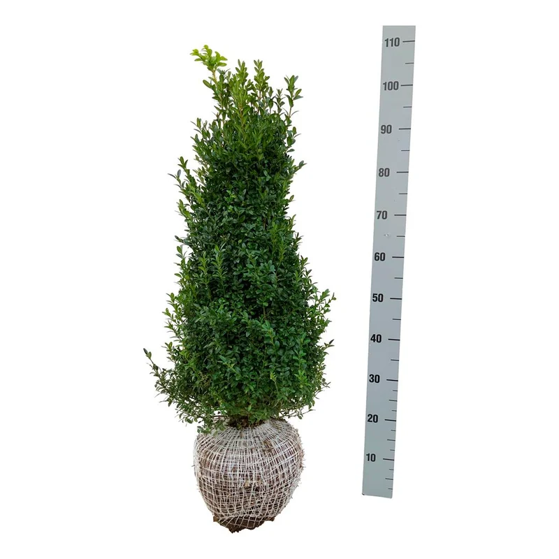 Buxus sempervirens 60-80 cm rotklump