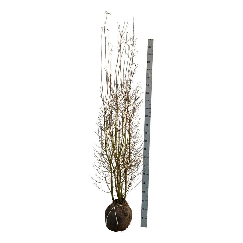 Ligustrum vulg. 'Atrovirens' 175-200 cm rotklump