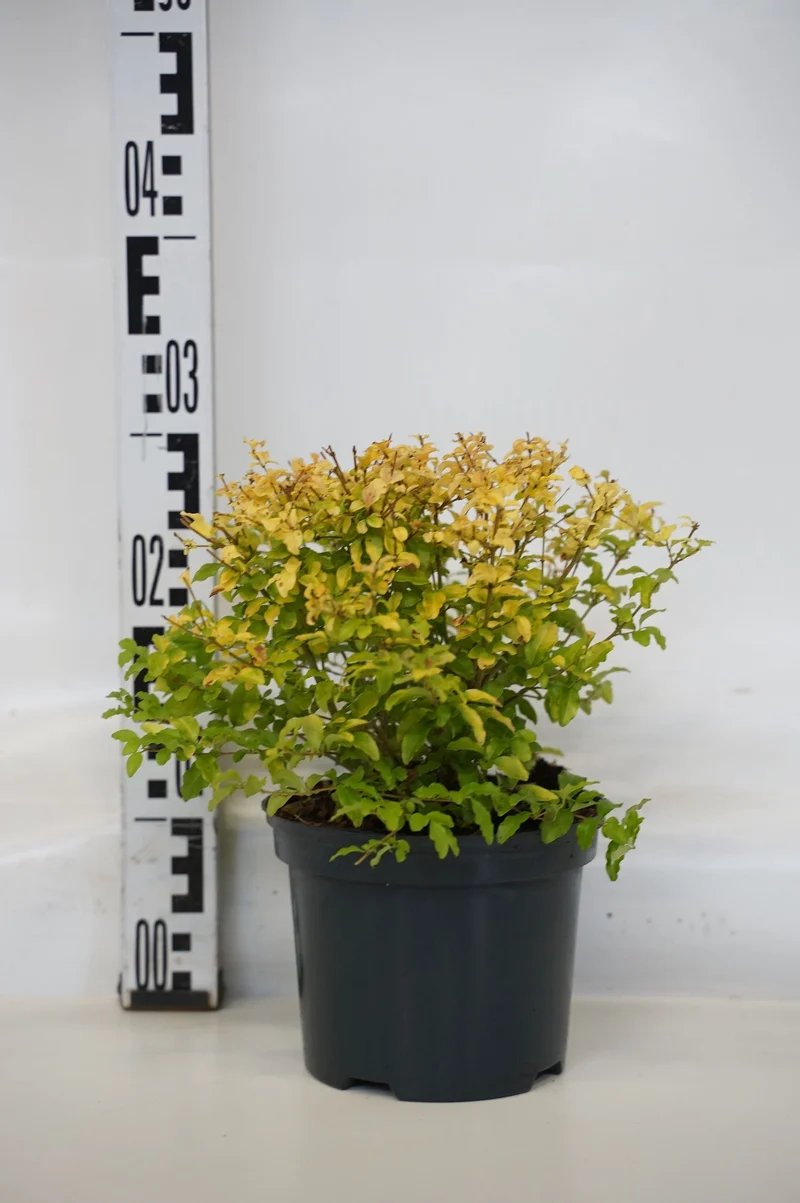 Ligustrum oval. 'Lemon and Lime' C2 (2 liters kruka) 30-35 cm