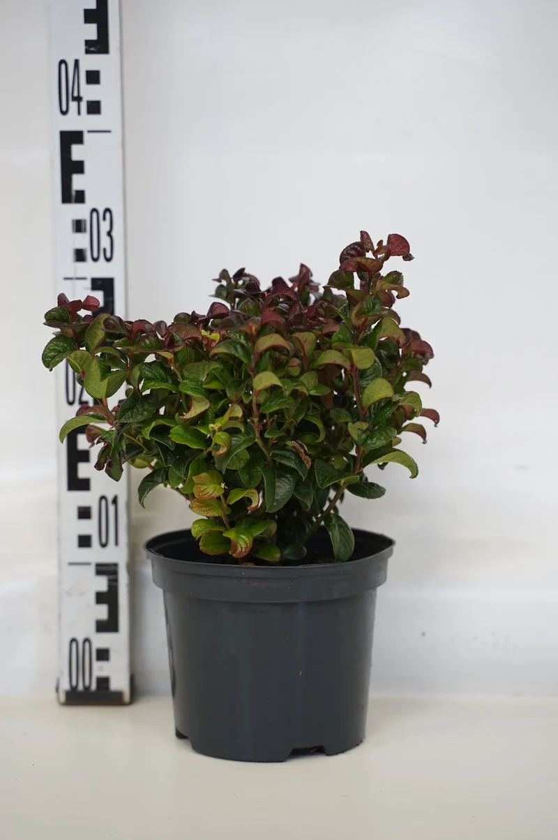 Leucothoe axil. 'Curly Red' C2 (2 liters kruka) 25-30 cm