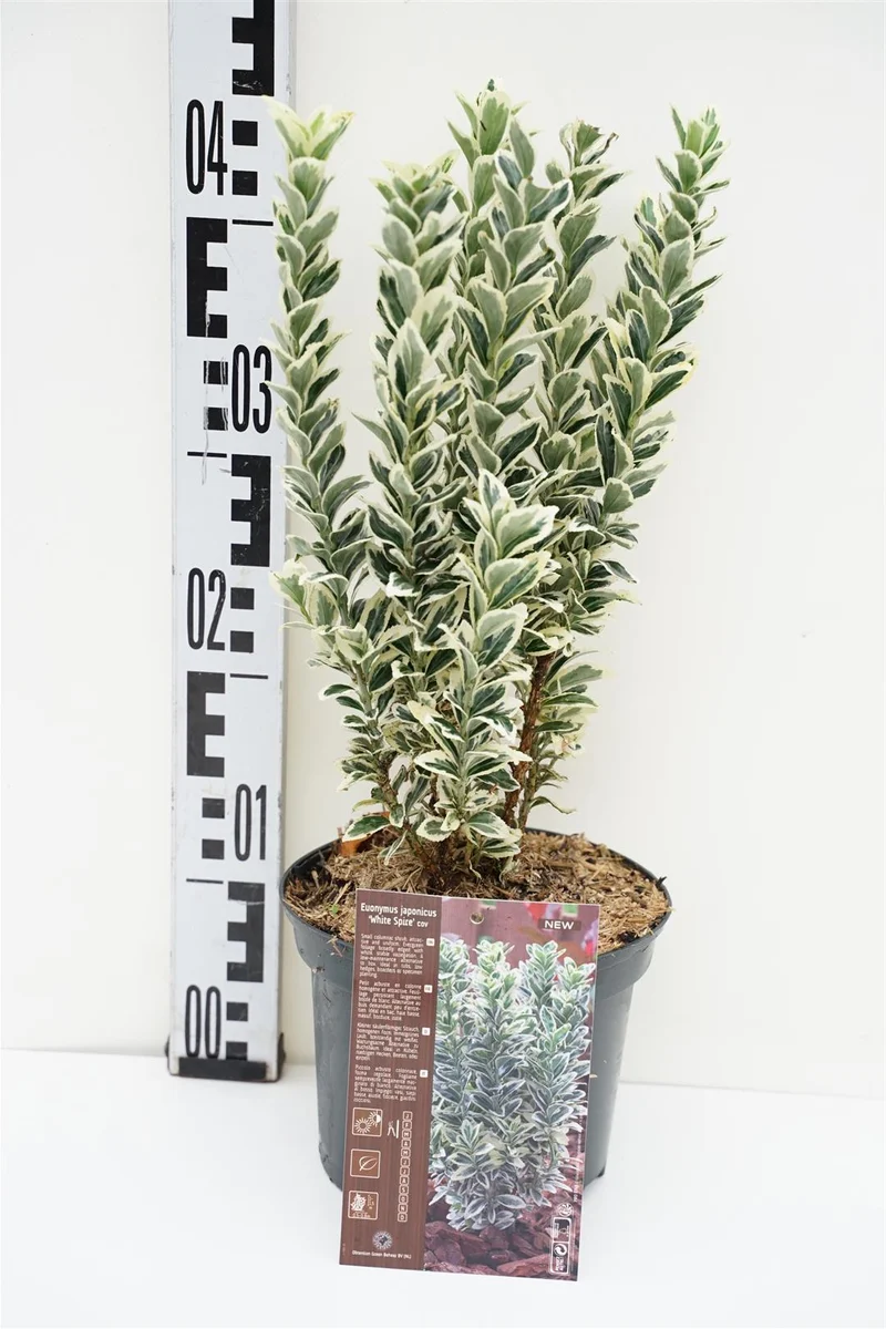 Euonymus jap. 'White Spire'® C2 (2 liters kruka) 20-25 cm