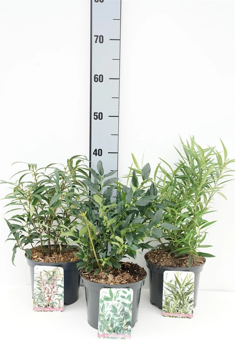 Sarcococca i sorter C2 (2 liters kruka) 20-25 cm