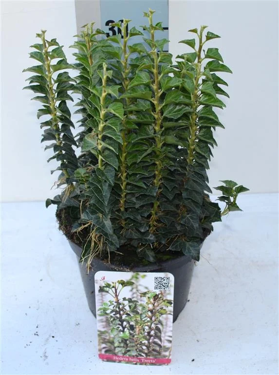 Hedera helix 'Erecta' C2 (2 liters kruka) / 17 cm kruka 25-30 cm