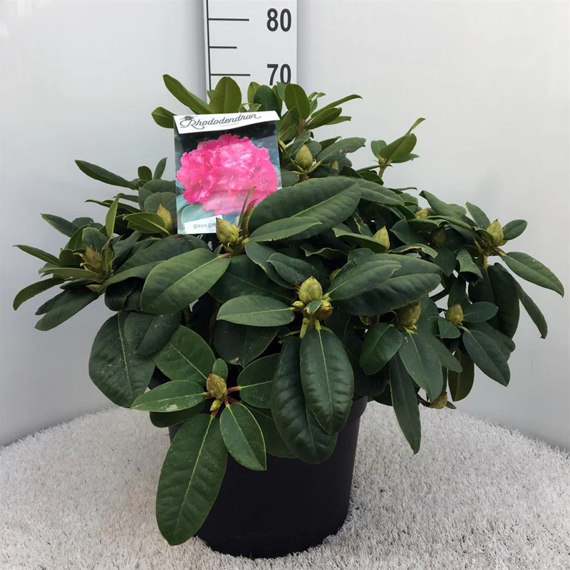 Rhododendron 'Germania' C20 (20 liters kruka) 60-80 cm