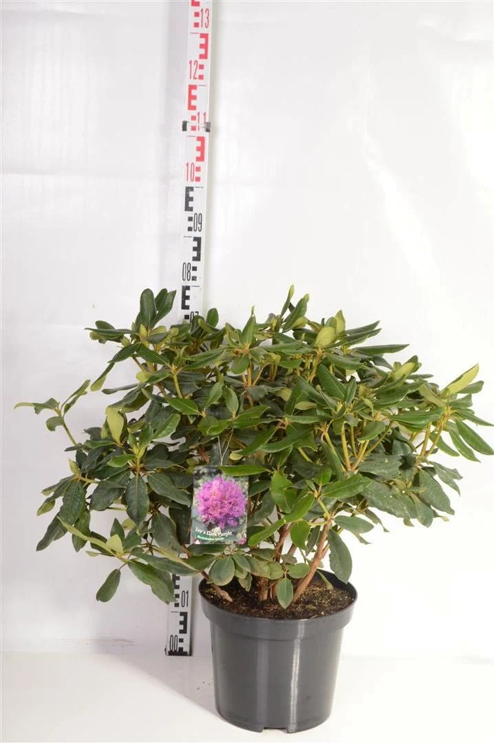 Rhododendron 'Roseum Elegans' C30 (30 liters kruka) 70-80 cm