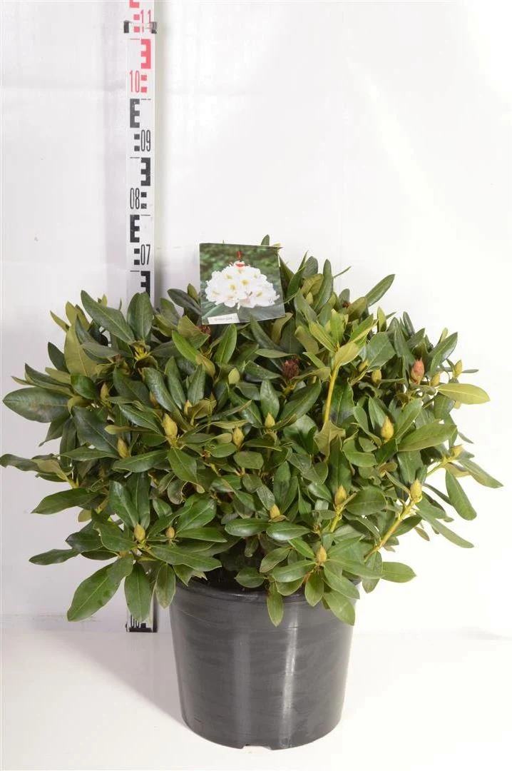 Rhododendron 'Goldflimmer' C20 (20 liters kruka) 50-60 cm