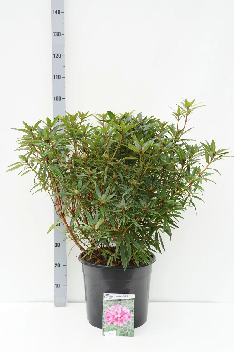 Rhododendron (AP) 'Graziella' C20 (20 liters kruka) 60-80 cm