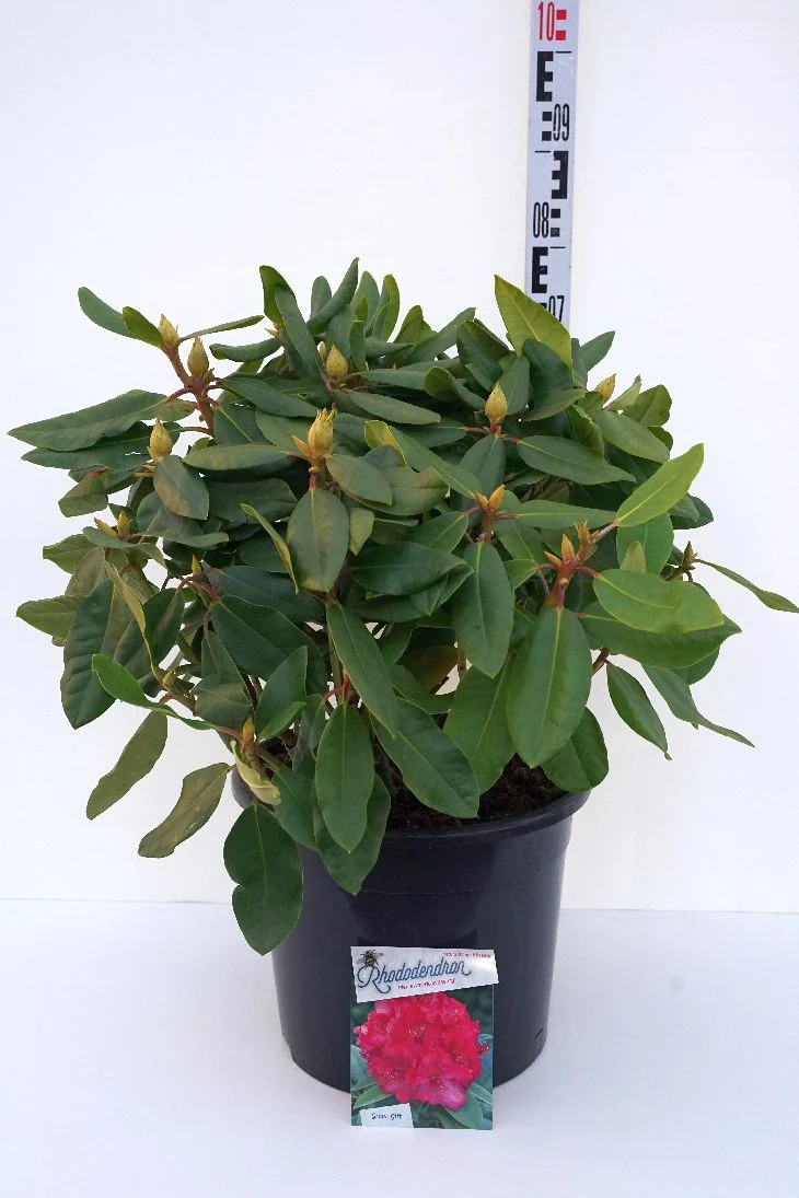Rhododendron 'P. American Beauty' C20 (20 liters kruka) 60-80 cm