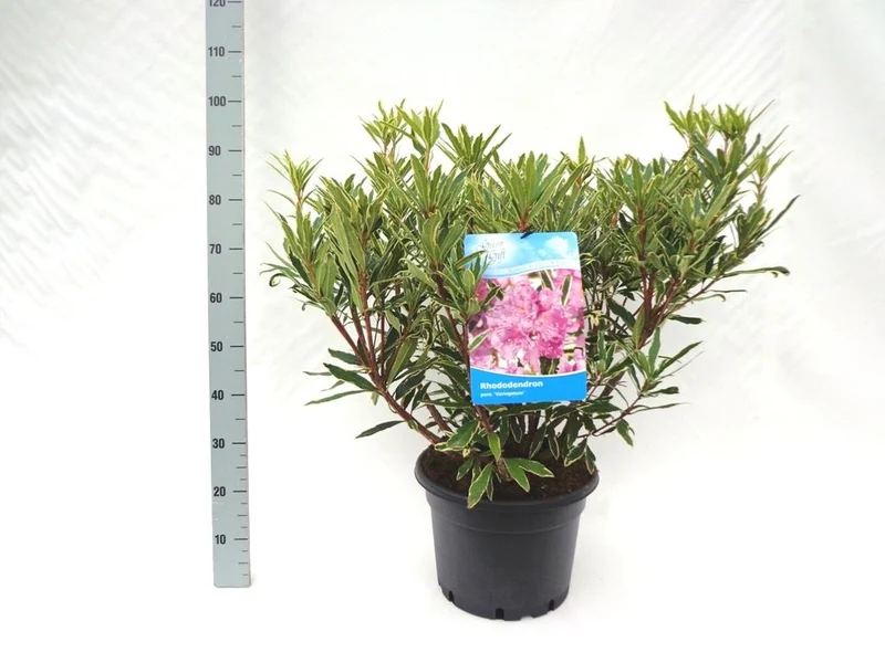 Rhododendron pont. 'Variegatum' C20 (20 liters kruka) 60-80 cm