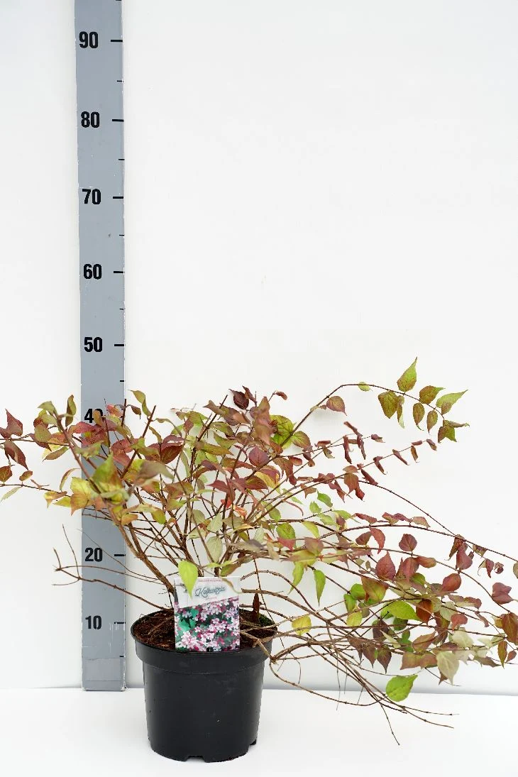 Kolkwitzia amabilis C3 (3 liters kruka) 30-40 cm
