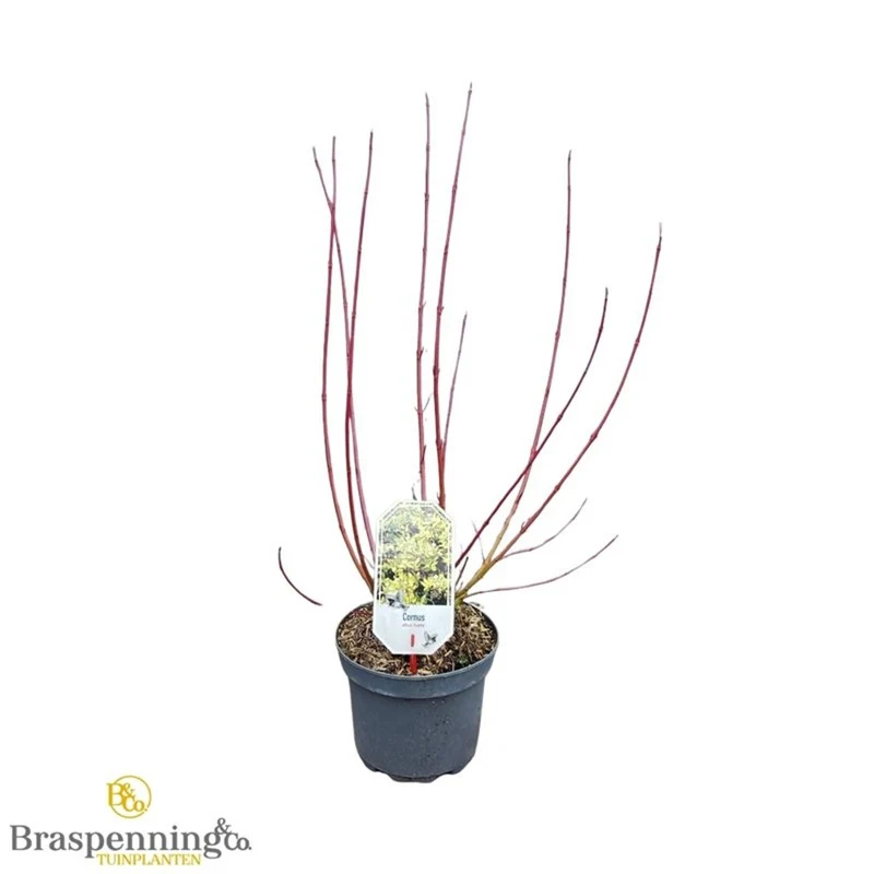 Cornus alba 'Aurea' C3 (3 liters kruka) 30-40 cm
