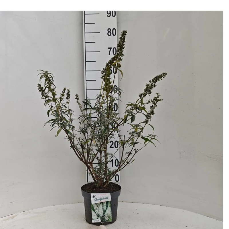 Buddleja d. 'White Profusion' C3 (3 liters kruka) 40-50 cm