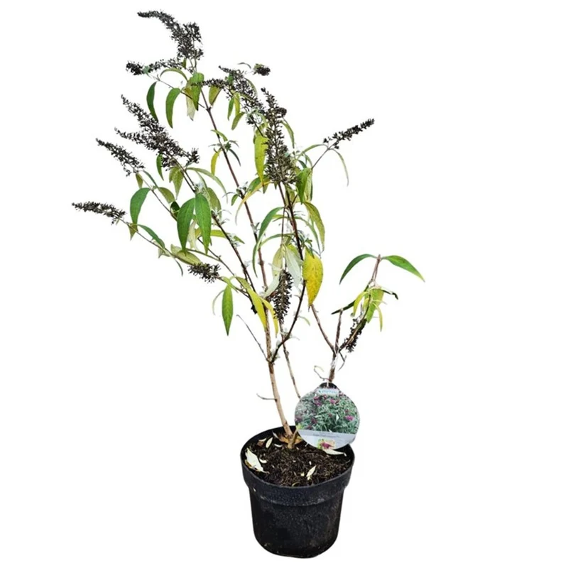 Buddleja d. 'Sugar Plum' C3 (3 liters kruka) 30-40 cm