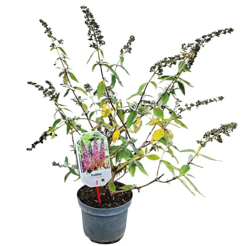 Buddleja d. 'Flower Power' 30-40 cm C3 (3 liters kruka)