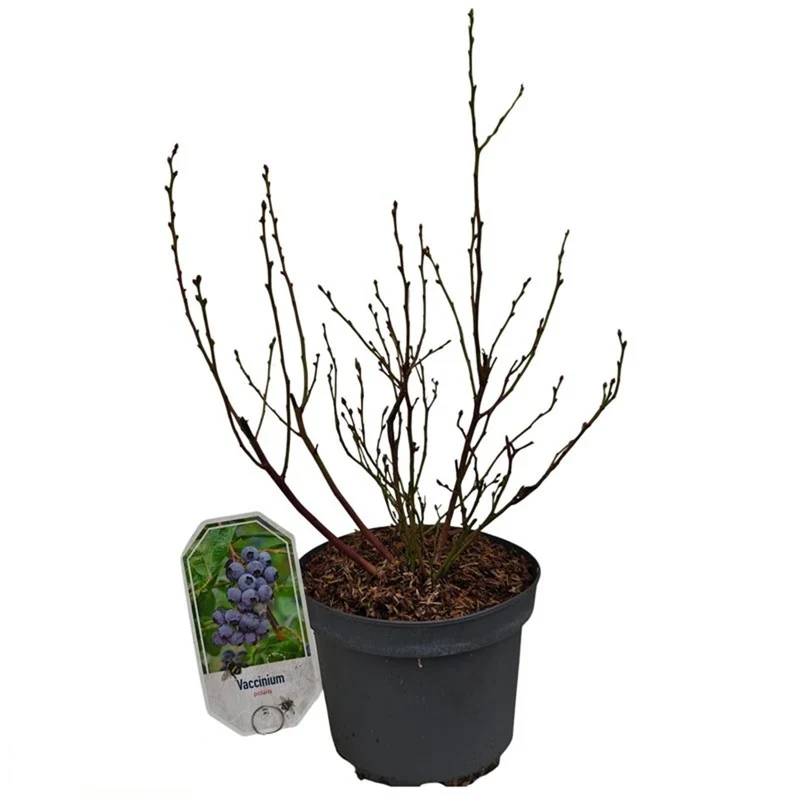 Vaccinium cor. 'Polaris' C3 (3 liters kruka) 25-30 cm