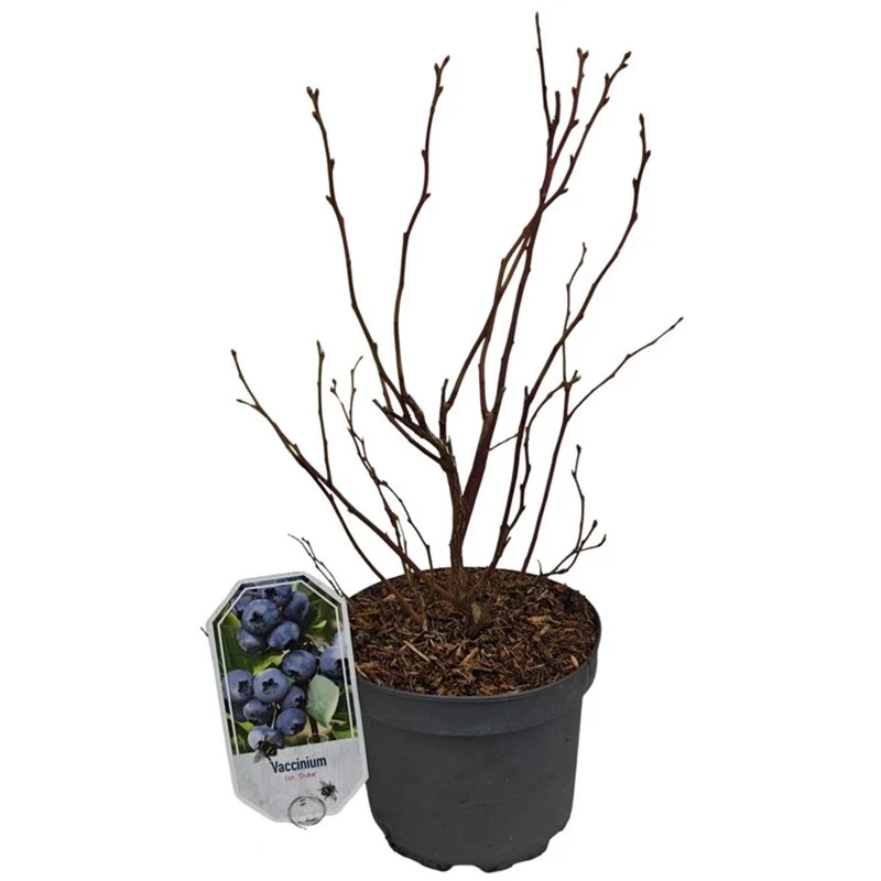 Vaccinium cor. 'Duke' (tidig) 30-40 cm C3 (3 liters kruka)