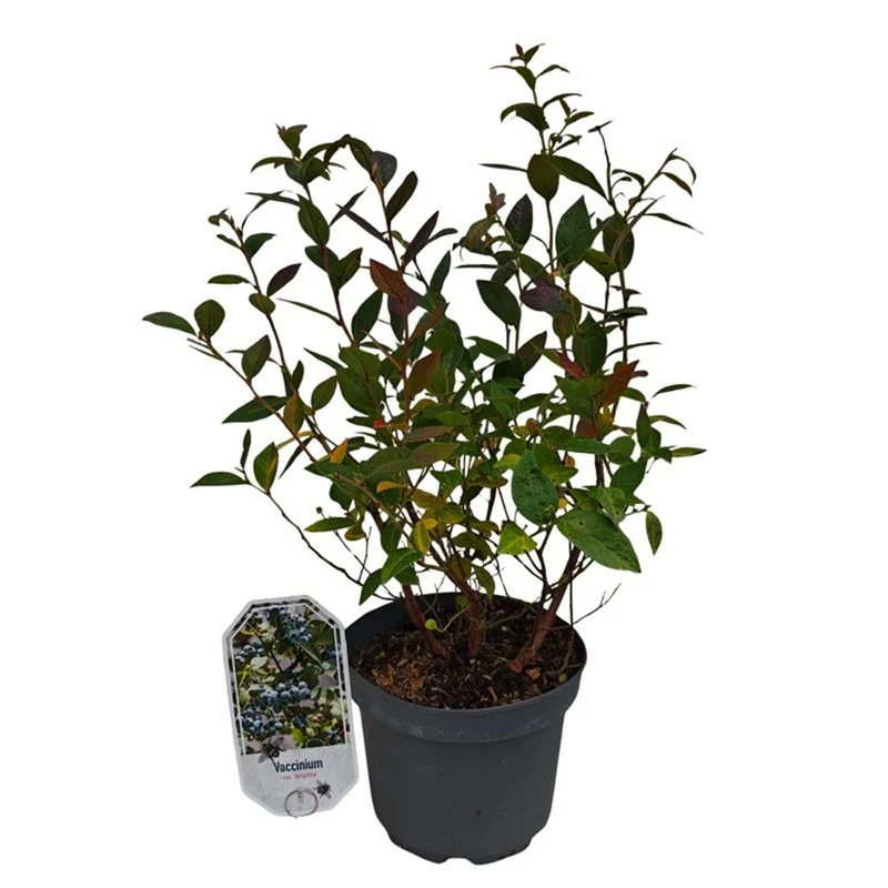 Vaccinium cor. 'Brigitta Blue' C3 (3 liters kruka) 30-40 cm