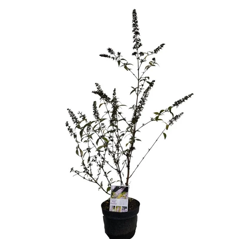 Buddleja d. 'Pink Panther' C3 (3 liters kruka) 30-40 cm