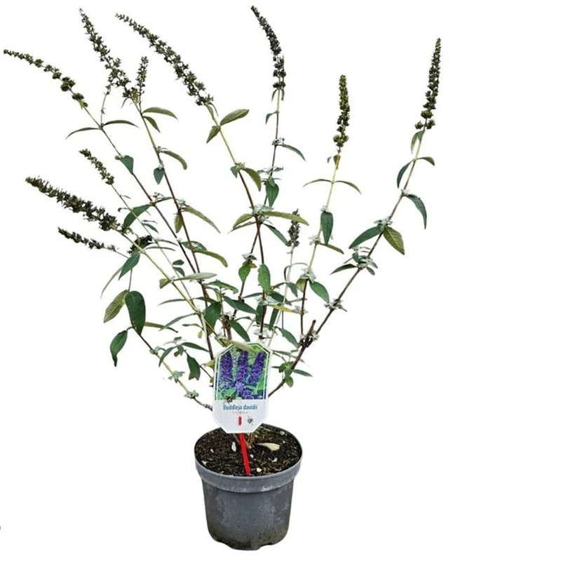 Buddleja davidii 'Empire Blue' C3 (3 liters kruka) 40-50 cm