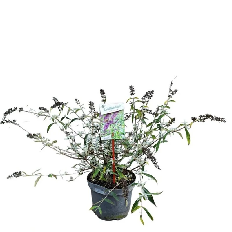 Buddleja d. 'Border Beauty' C3 (3 liters kruka) 40-50 cm