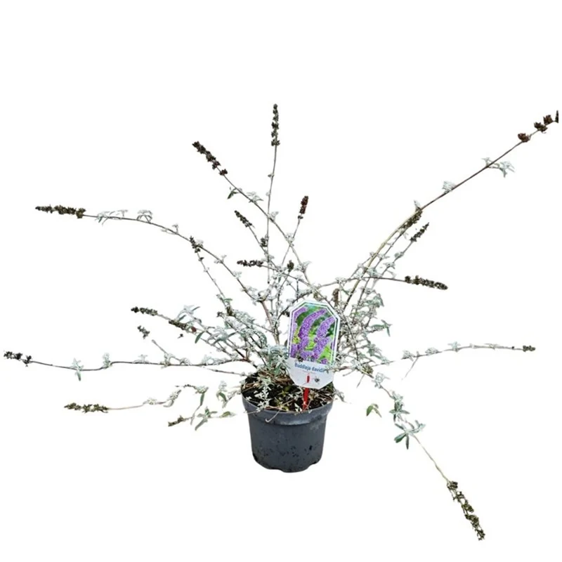 Buddleja davidii 'Nanho Blue' 40-50 cm, C3 (3 liters kruka)