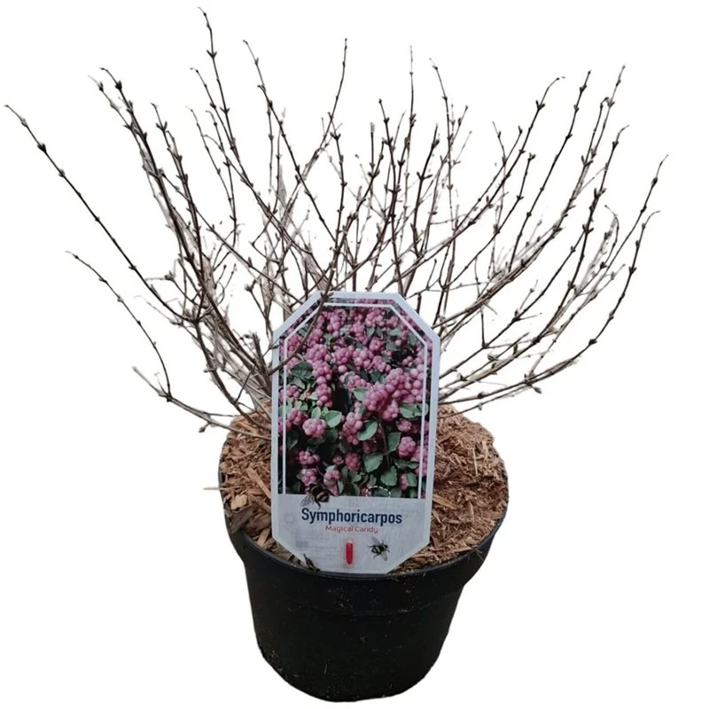 Symphoricarpos d. 'Magic Berry' 30-40 cm, C3 (3 liters kruka)