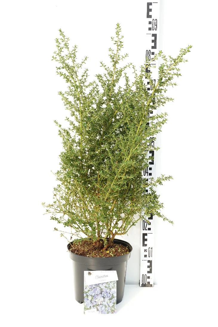 Ceanothus 'Julia Phelps' C5 (5 liters kruka) 30-40 cm