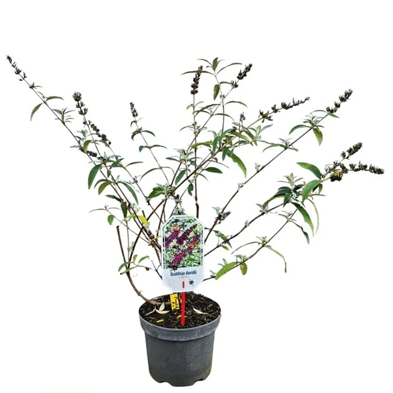 Buddleja d. 'Royal Red' 40-50 cm, C3 (3 liters kruka)
