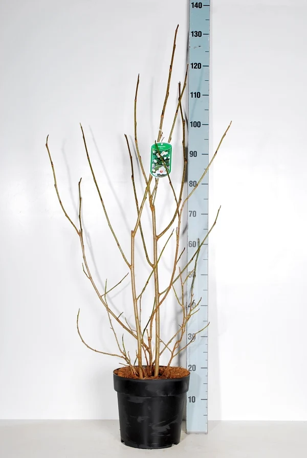 Magnolia sieboldii C7 (7 liters kruka) 80-100 cm