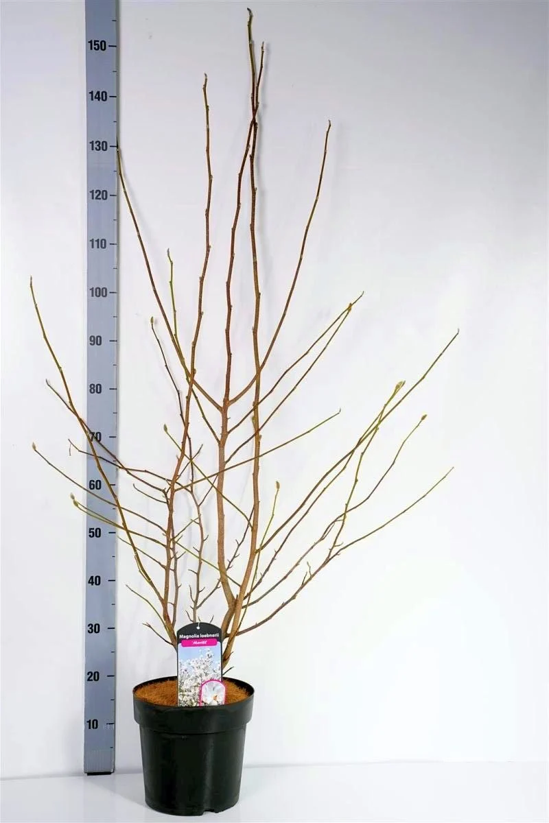 Magnolia loebneri 'Merrill' C7 (7 liters kruka) 80-100 cm