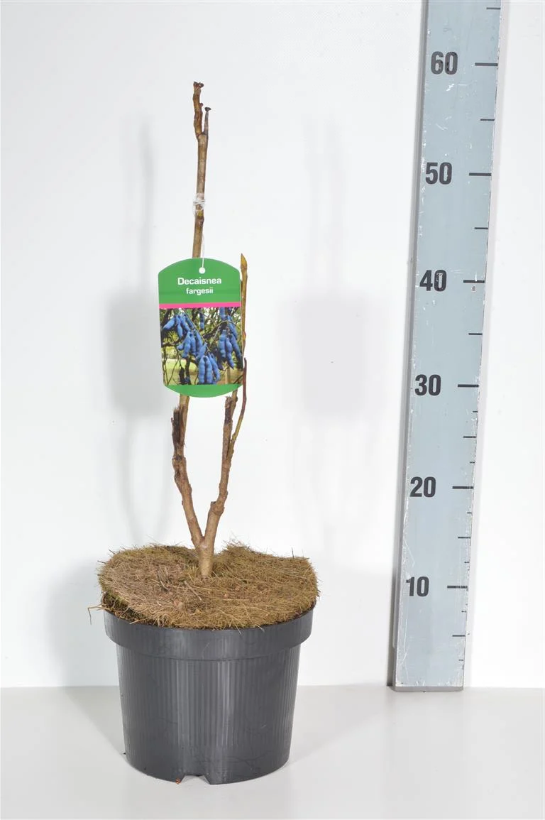 Decaisnea fargesii C3 (3 liters kruka) / 19 cm kruka 40-50 cm