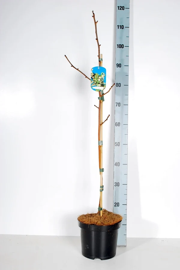 Davidia involucrata C4 (4 liters kruka) / 21 cm kruka 60-80 cm