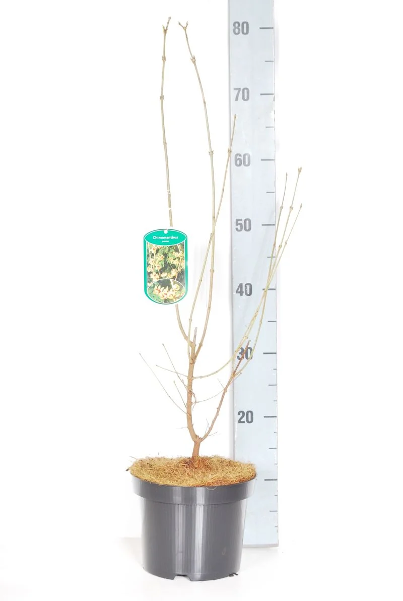 Chimonanthus praecox C3 (3 liters kruka) / 19 cm kruka 40-60 cm