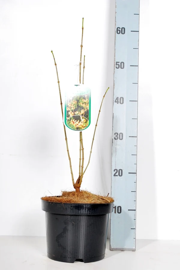 Chimonanthus praecox C3 (3 liters kruka) / 19 cm kruka 30-40 cm