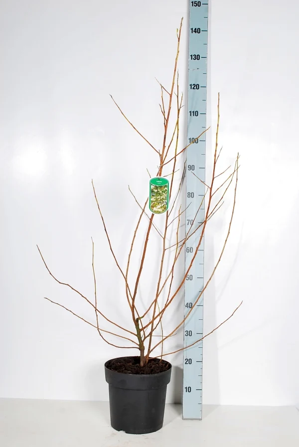 Halesia carolina C7 (7 liters kruka) 80-100 cm