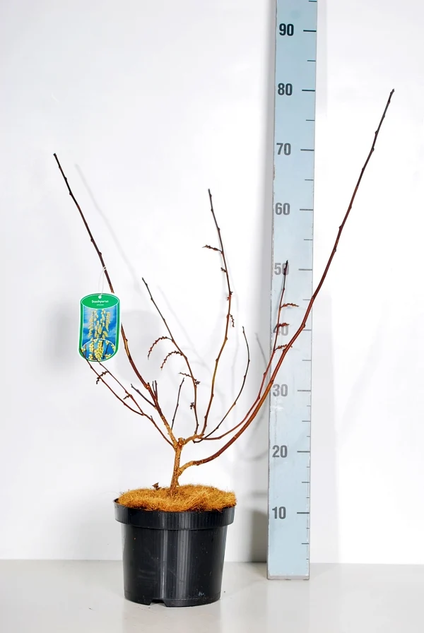 Stachyurus chin. 'Celina' C3 (3 liters kruka) 40-50 cm