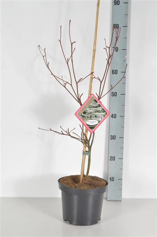 Cornus contr. 'Variegata' C4 (4 liters kruka) 30-40 cm