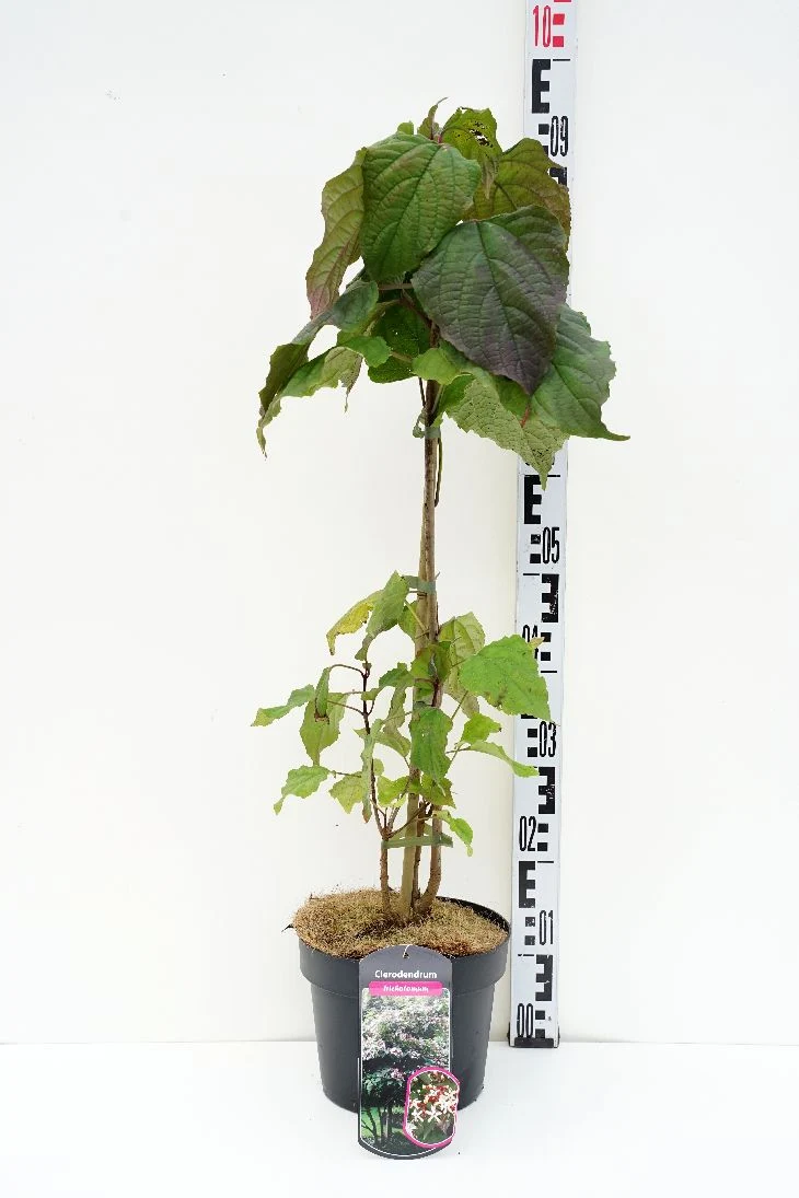 Clerodendrum trichotomum C4 (4 liters kruka) / 21 cm kruka 40-60 cm