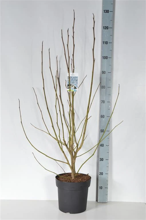 Magnolia kobus 80-100 cm C7 (7 liters kruka)