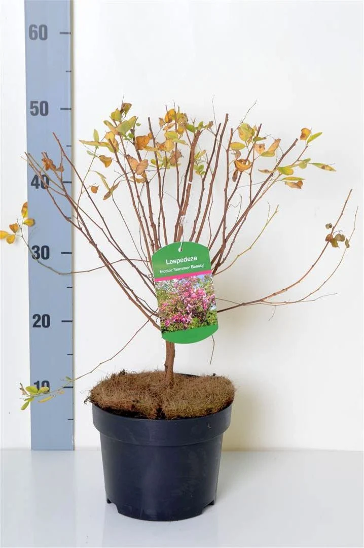 Lespedeza bic. 'Summer Beauty' 40-50 cm, C3 (3 liters kruka)