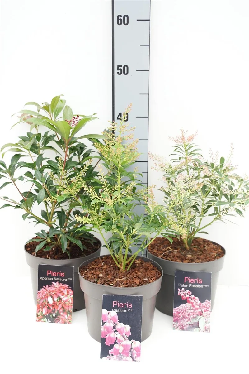 Buskrosling (Pieris) i sorter C2 (2 liters kruka) / 17 cm kruka, 25+ cm