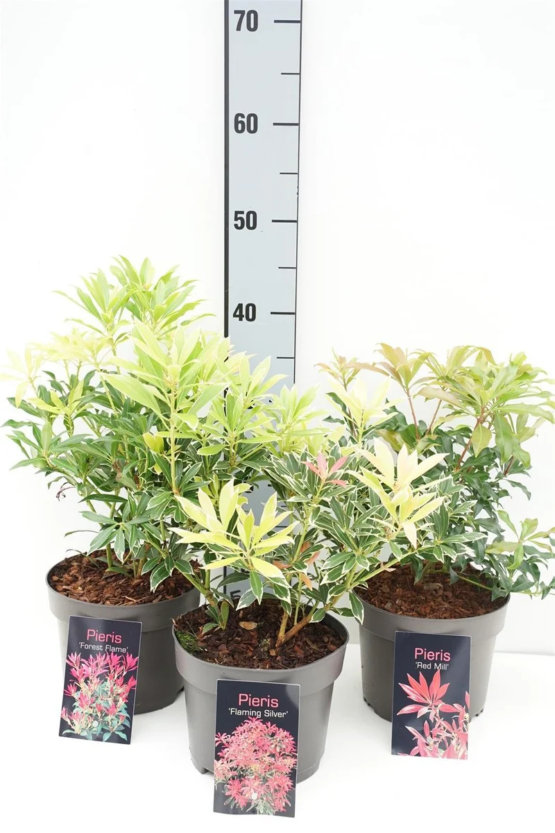 Pieris i sorter C2 (2 liters kruka) / 17 cm kruka 20-25 cm