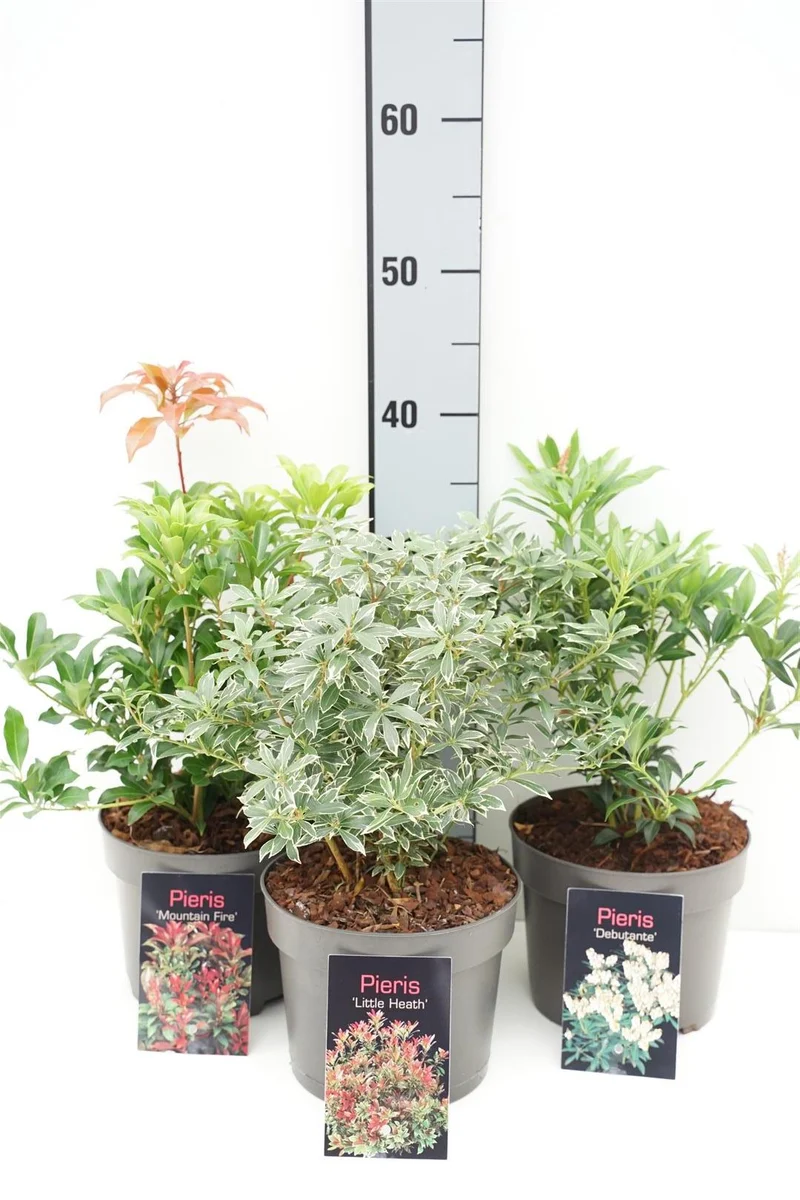 Pieris i sorter C2 (2 liters kruka) 20+ cm