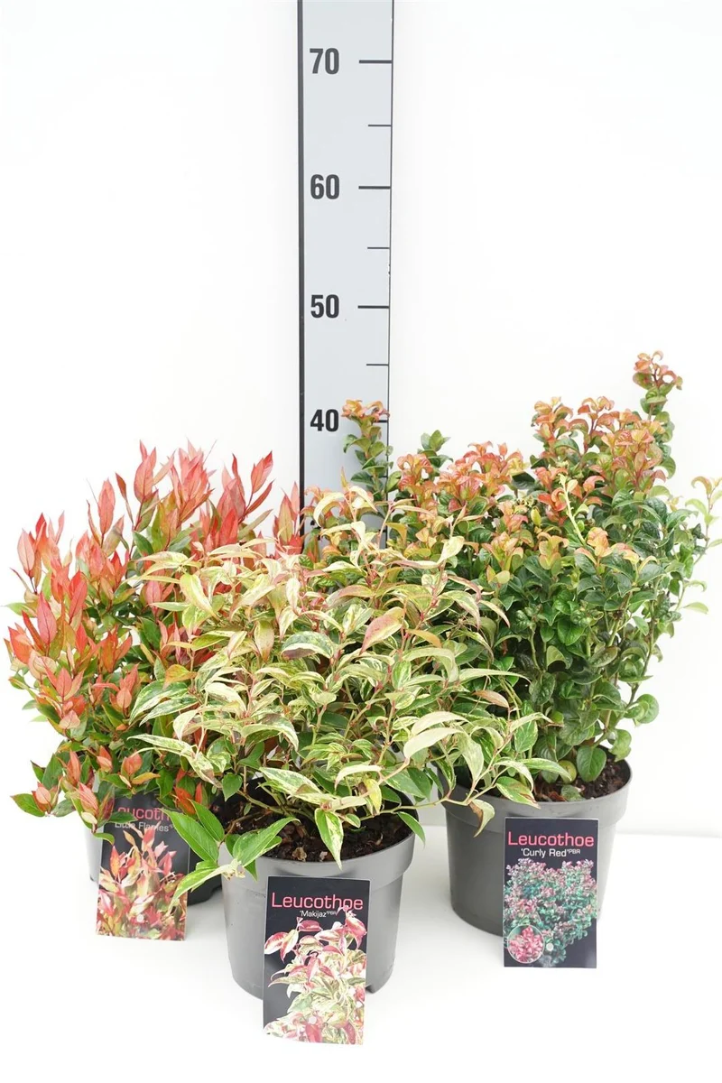 Leucothoe i sorter C2 (2 liters kruka / 17 cm kruka) 20-25 cm