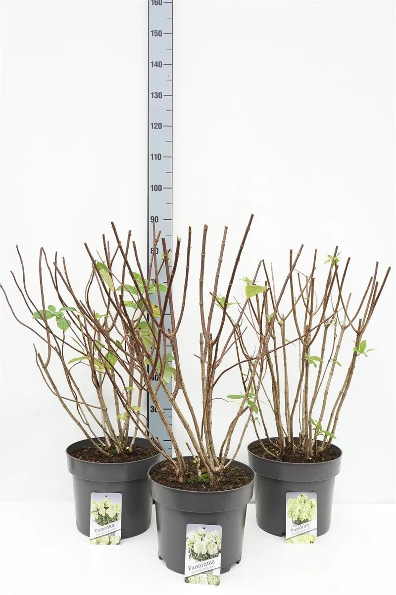 Hydrangea paniculata i sorter C10 (10 liters kruka) 80-100 cm