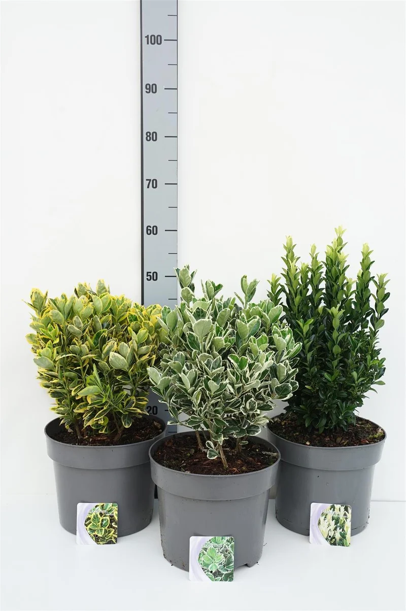Euonymus japonica i sorter C7,5 (7,5 liters kruka) 30-35 cm